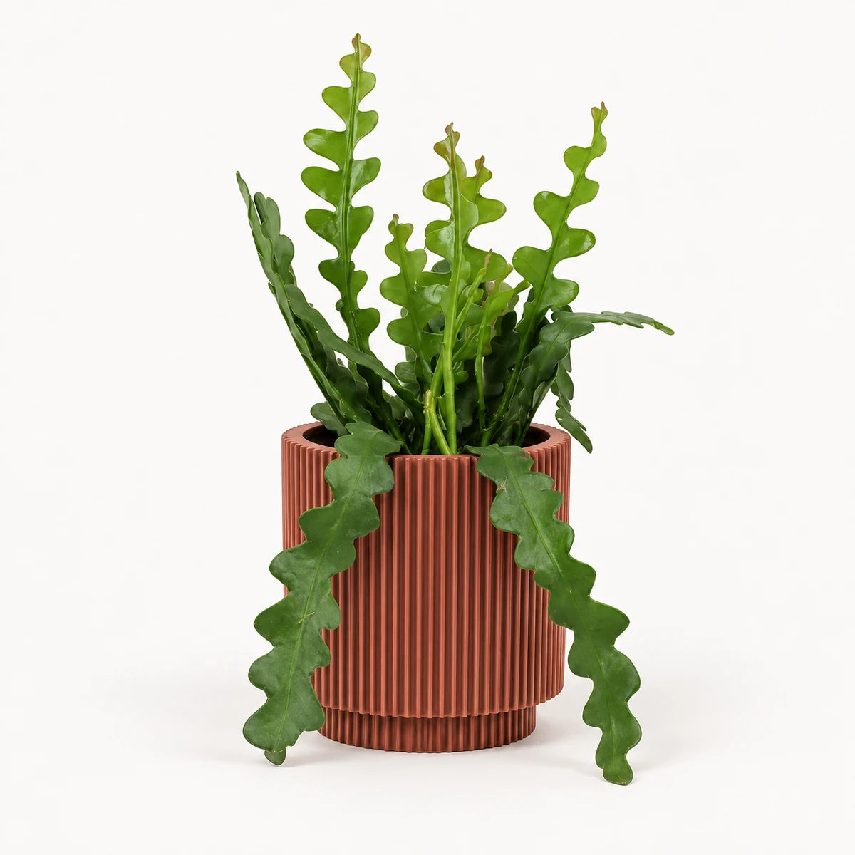 Epiphyllum anguliger 10.5cm + Capi Vase cylinder groove merlot-red 11cm (BGVMR312)