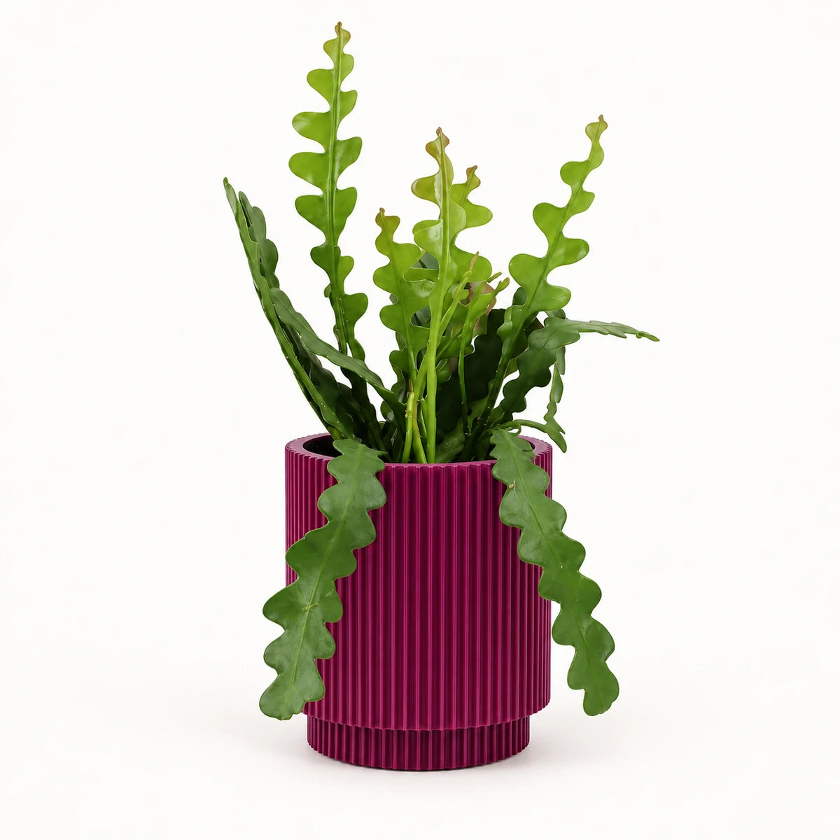 Epiphyllum anguliger 10.5cm + Capi Vase cylinder groove purple 11cm (BGVP312)