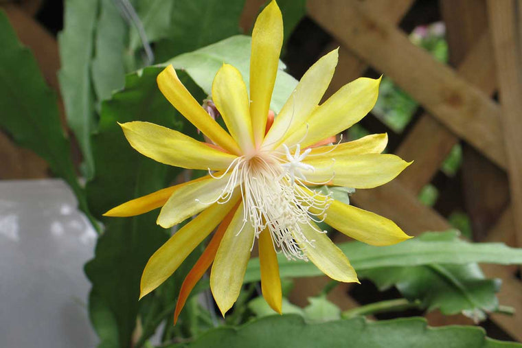 Epiphyllum 'Fruhlings Gold' 12cm