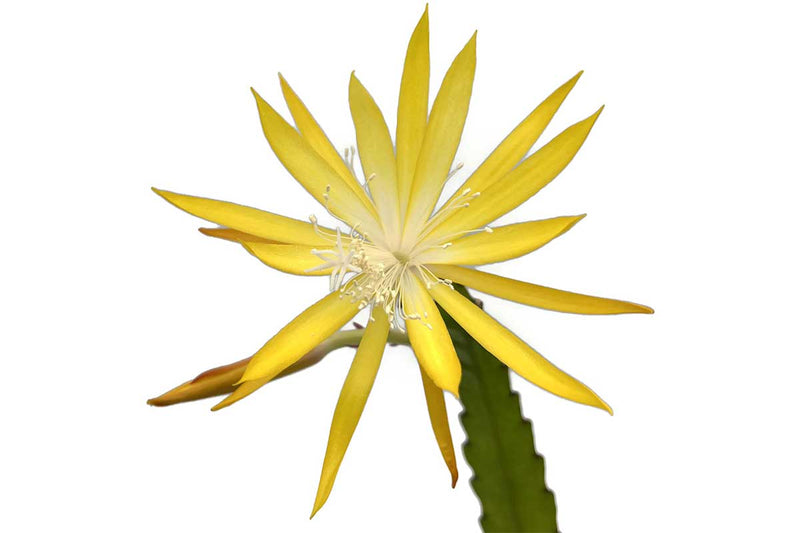 Epiphyllum 'Fruhlings Gold' 12cm