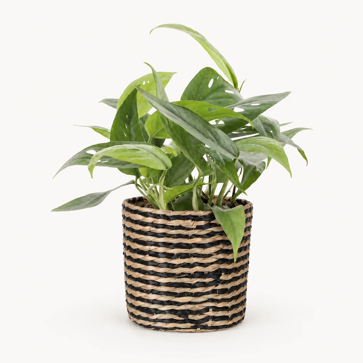 Epipremnum 'Cebu blue' 12cm + Alexis black 13cm (1102736) — 4