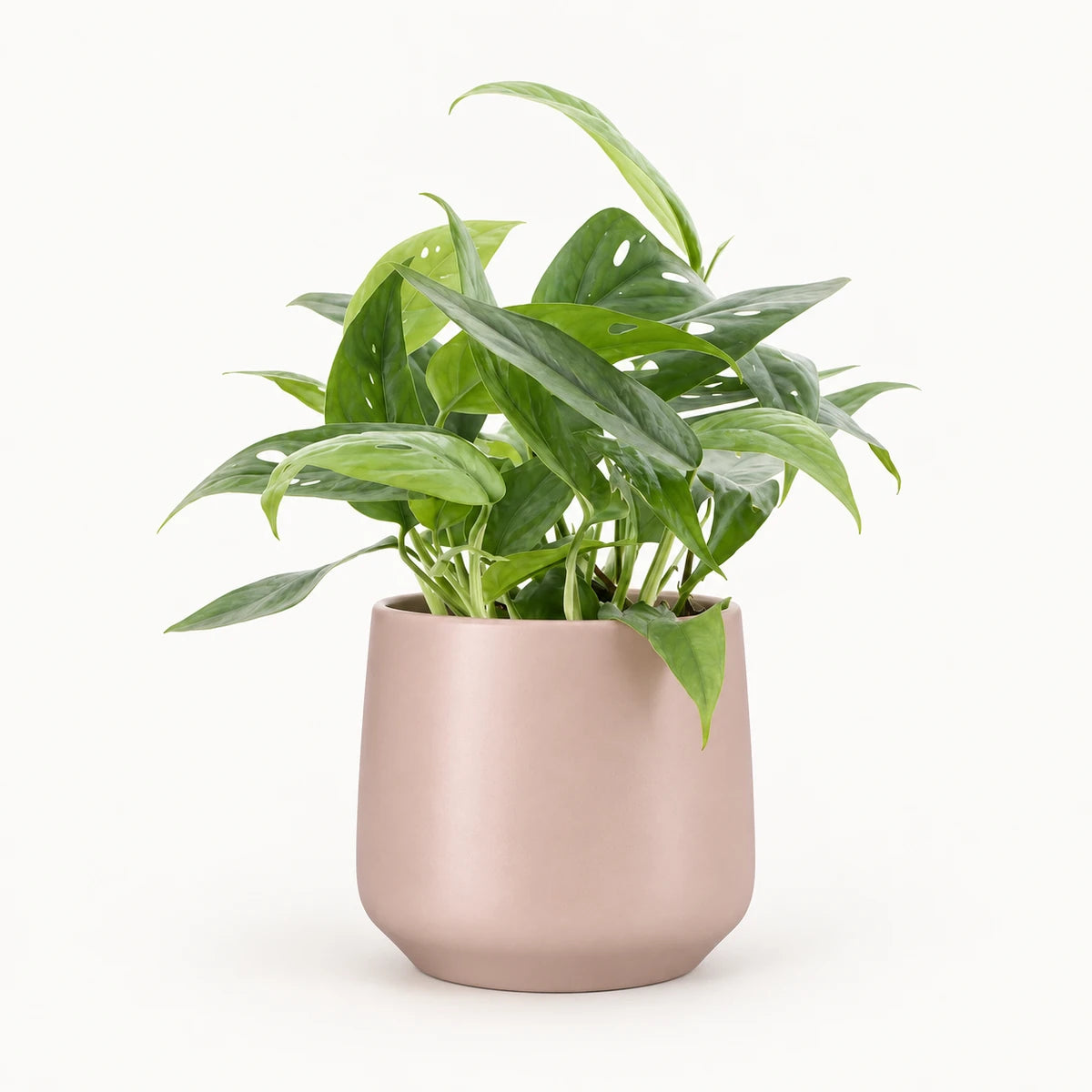 Epipremnum 'Cebu blue' 12cm + Amber l. pink matt 13cm (1097325)