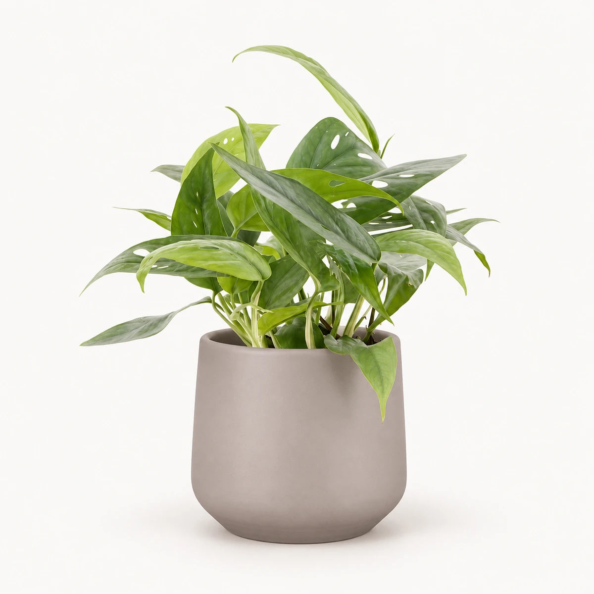 Epipremnum 'Cebu blue' 12cm + Amber taupe matt 12cm (1087665)