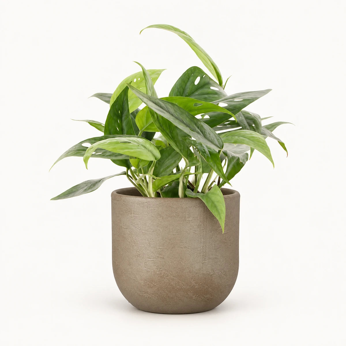 Epipremnum 'Cebu blue' 12cm + Nora taupe 14cm (1074613)