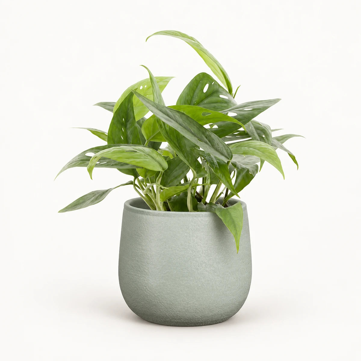 Epipremnum 'Cebu blue' 12cm + Sevilla grey 12.5cm (1175801)