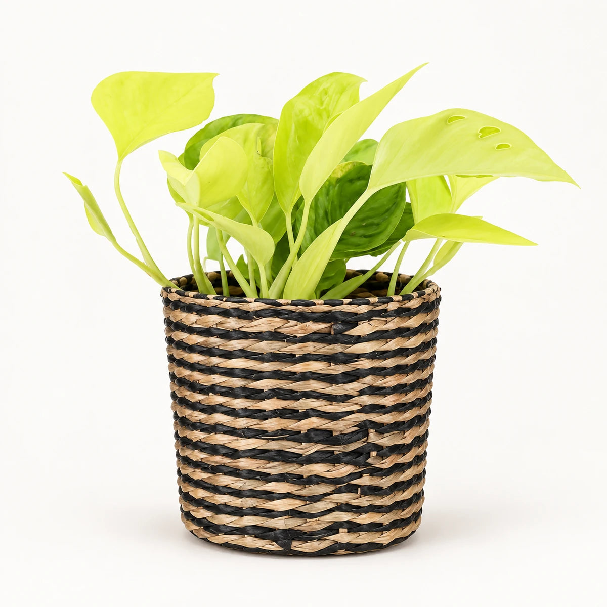 Epipremnum Champs Élysées 12cm + Alexis black 13cm (1102736) — σχέδιο 4