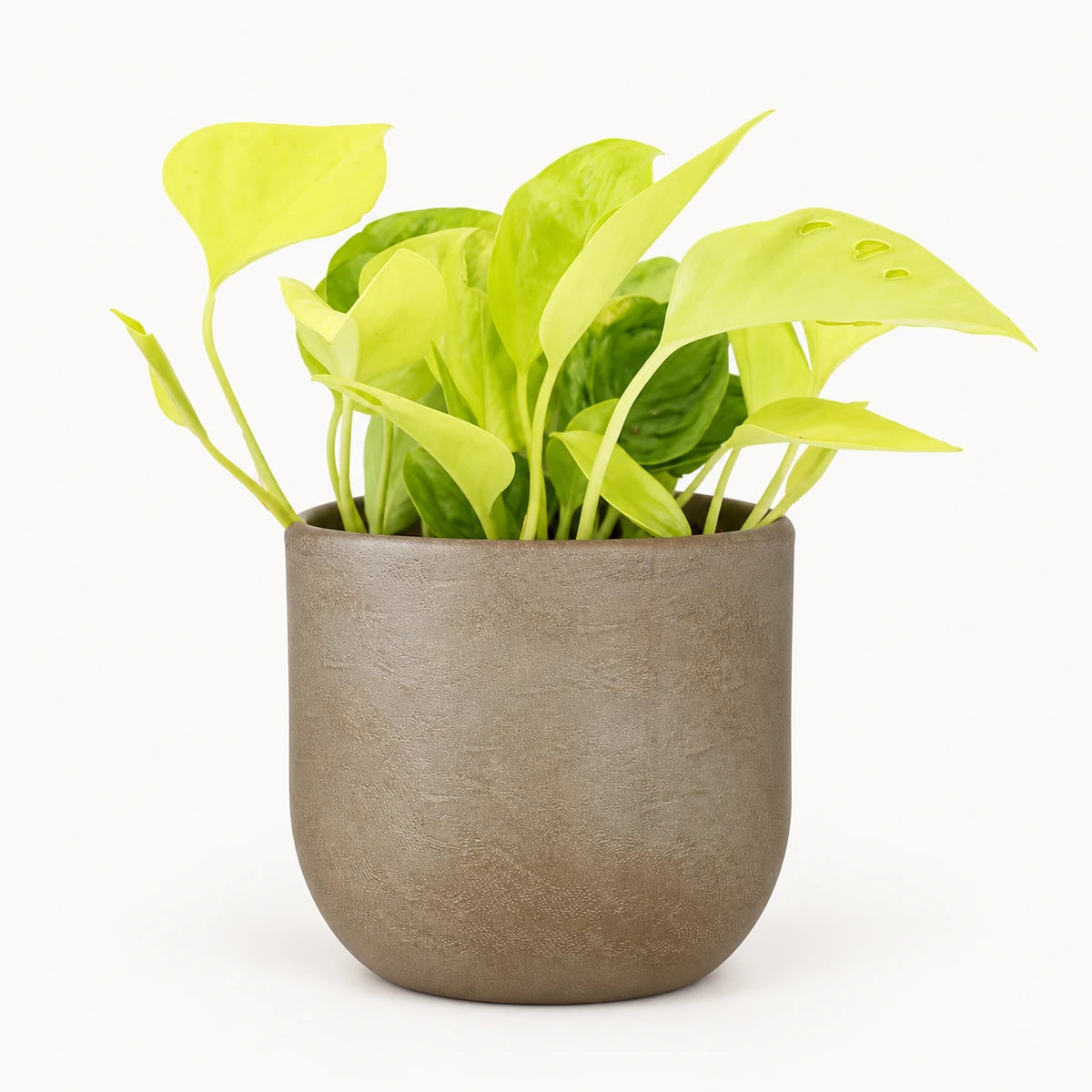 Epipremnum Champs Élysées 12cm + Nora taupe 14cm (1074613)
