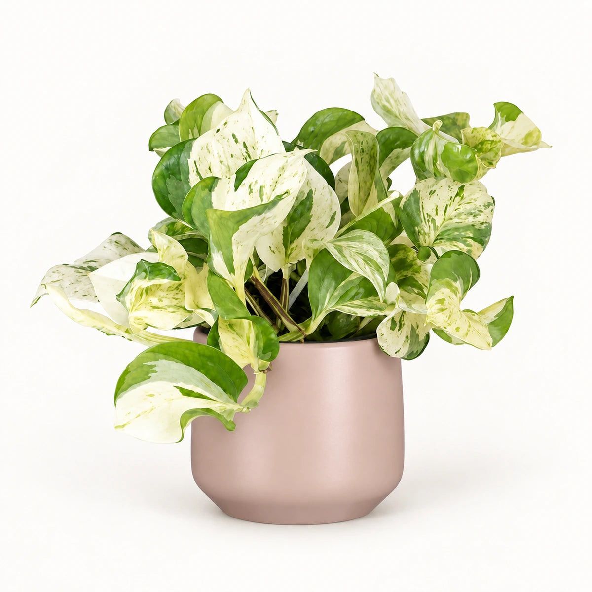 Epipremnum 'happy leaf' 12cm + Amber l. pink matt 14.5cm (1094378)