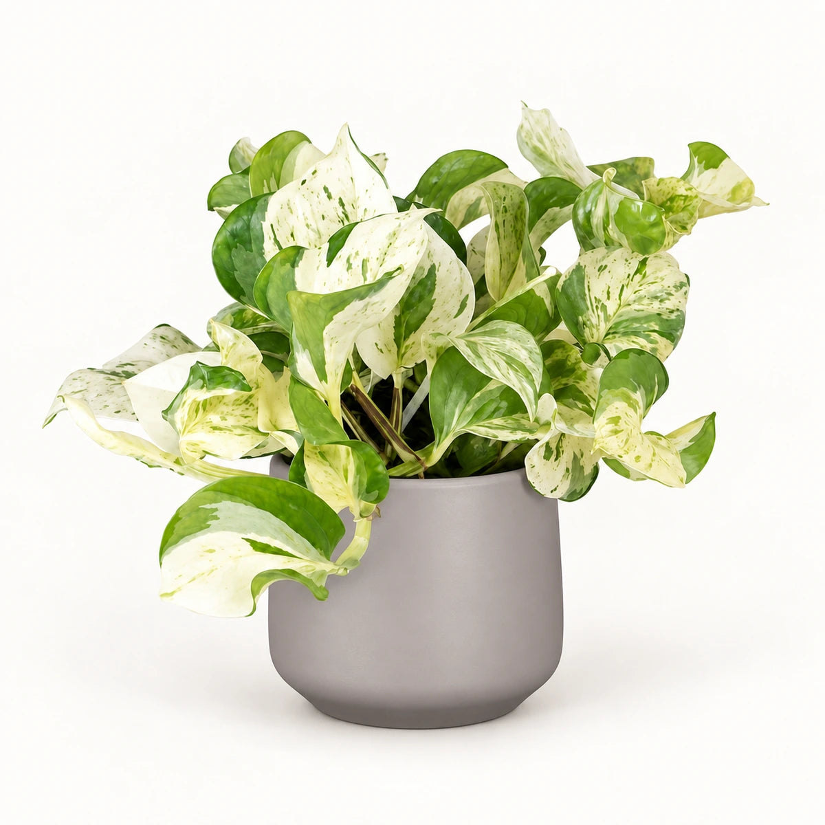 Epipremnum 'happy leaf' 12cm + Amber taupe matt 13cm (1097322)
