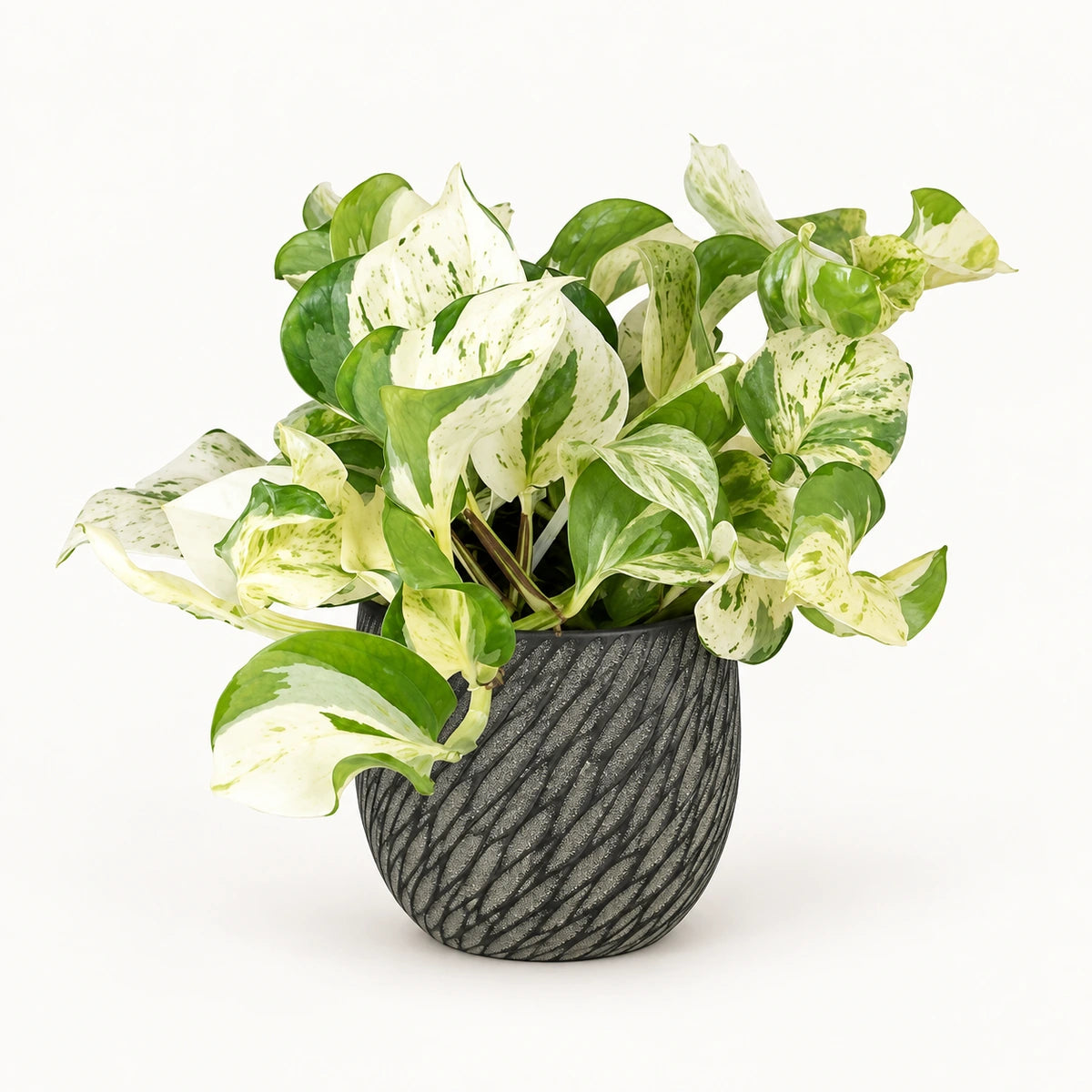 Epipremnum 'happy leaf' 12cm + Elio anthracite 12.5cm (1163962)
