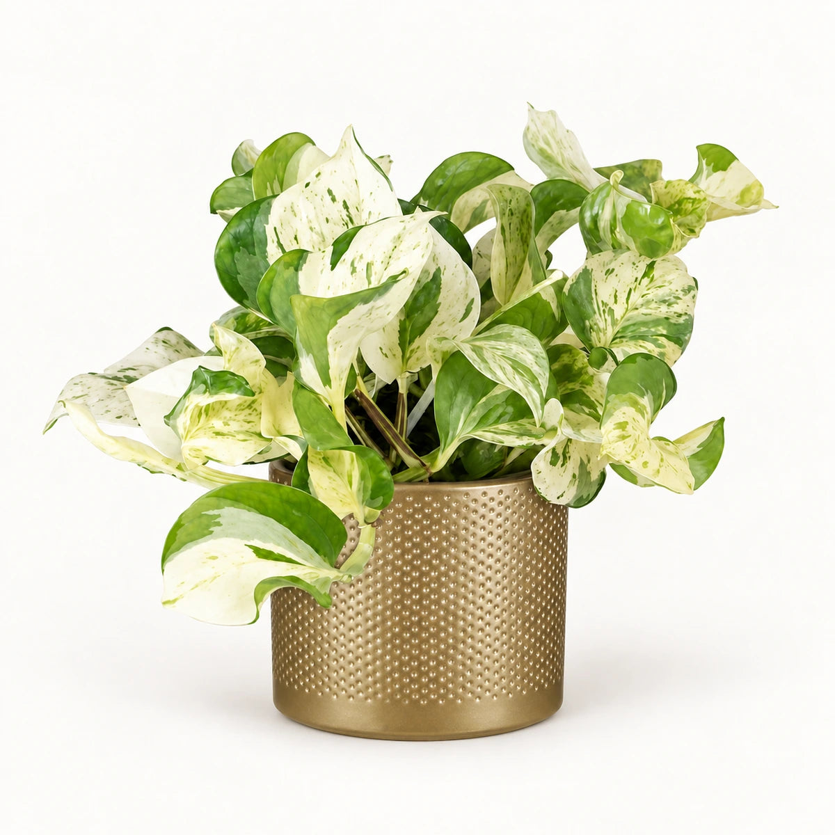Epipremnum 'happy leaf' 12cm + Era gold relief 14cm (1059868)