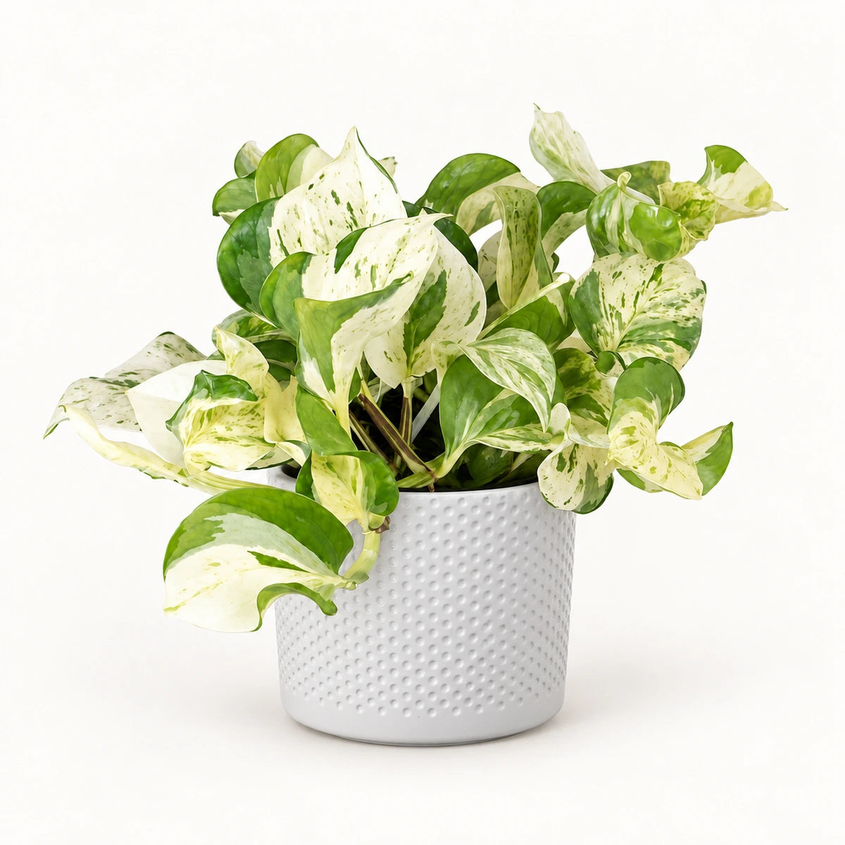 Epipremnum 'happy leaf' 12cm + Era white relief 14cm (1051623)