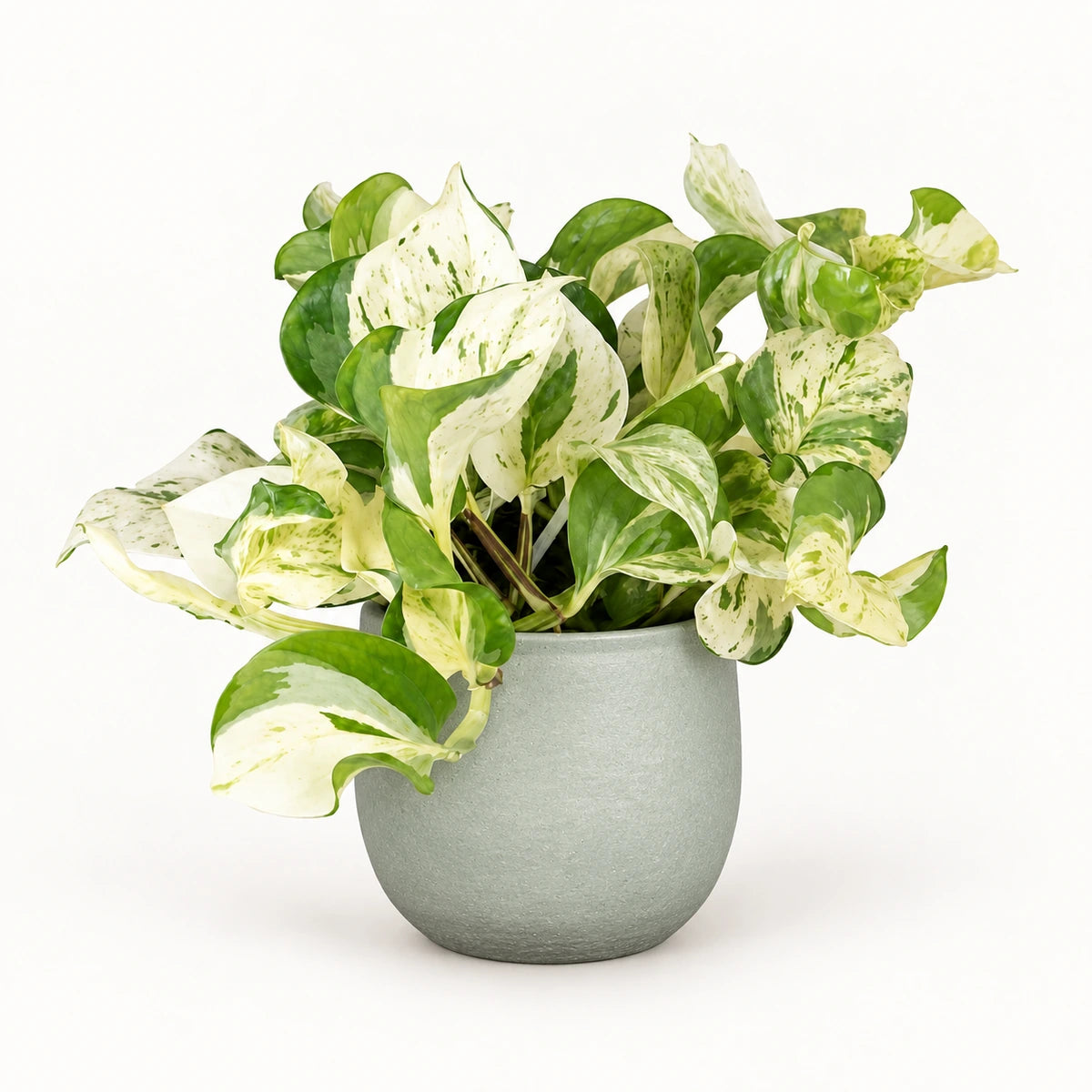 Epipremnum 'happy leaf' 12cm + Sevilla grey 12.5cm (1175801)