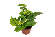
                  
                    Epipremnum ‘Lemon Joy’ 11cm — αρχική φωτογραφία προμηθευτή.
                  
                