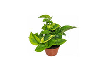 
                  
                    Epipremnum ‘Lemon Joy’ σε γλάστρα 11 εκ., με κιτρινοπράσινα φύλλα.
                  
                