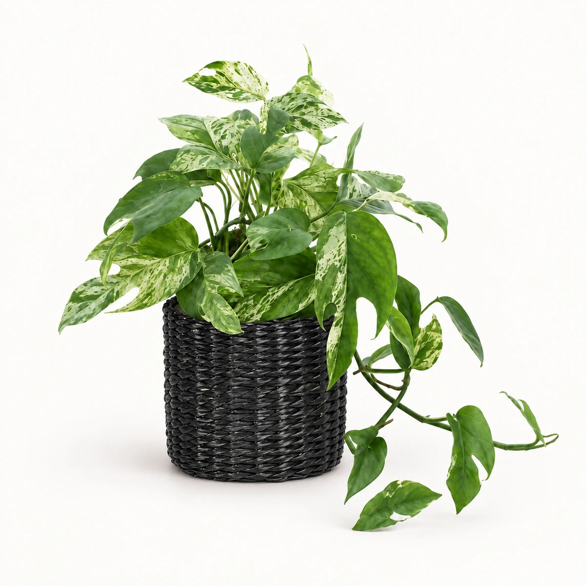 Epipremnum 'Marble King' 12cm + Alexis black 13cm (1102736)