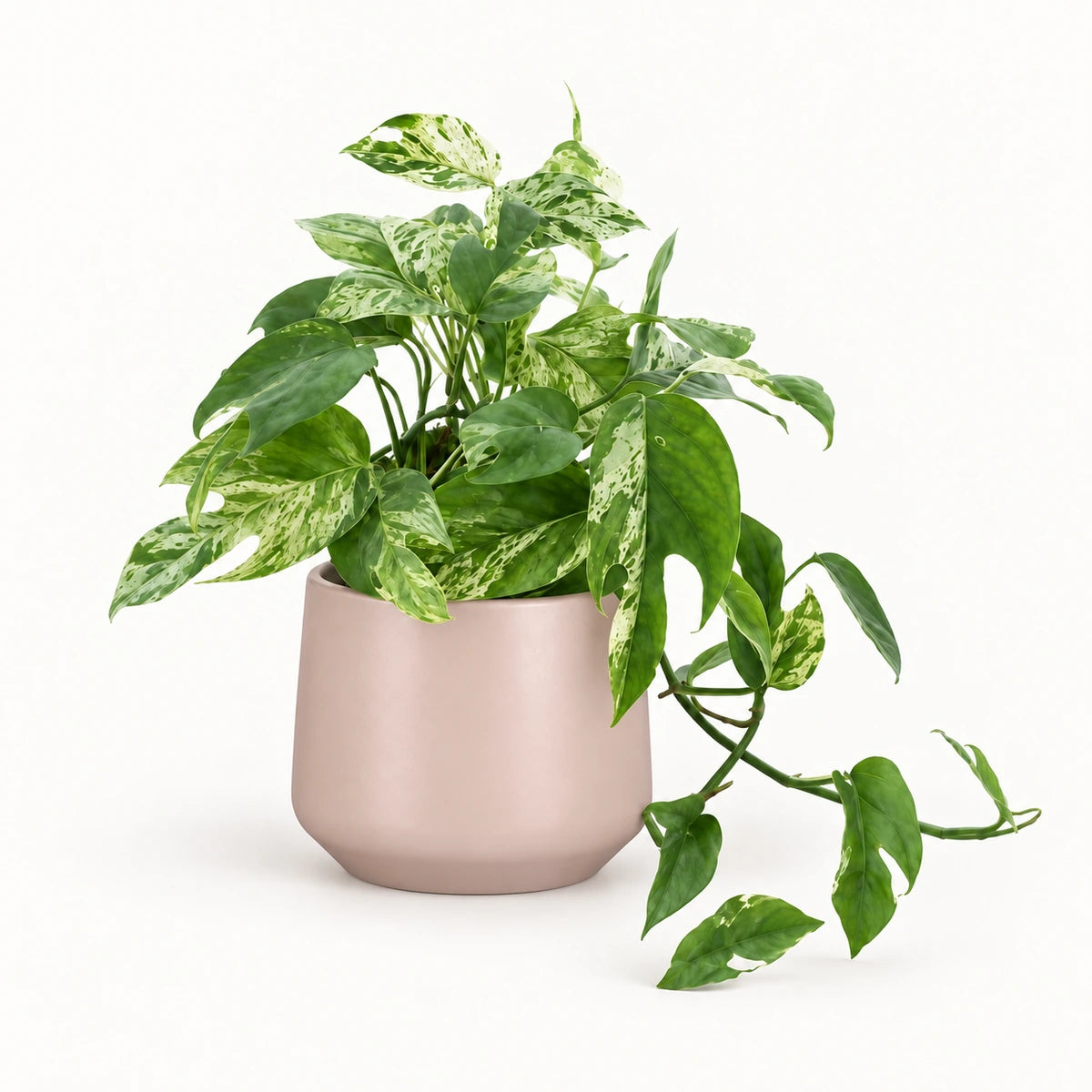 Epipremnum 'Marble King' 12cm + Amber l. pink matt 13cm (1097325)