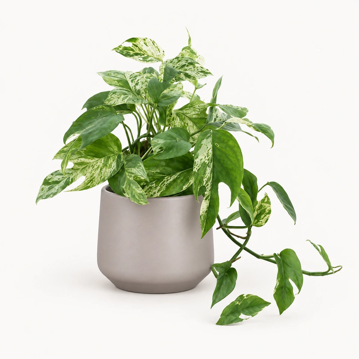 Epipremnum 'Marble King' 12cm + Amber taupe matt 13cm (1097322)