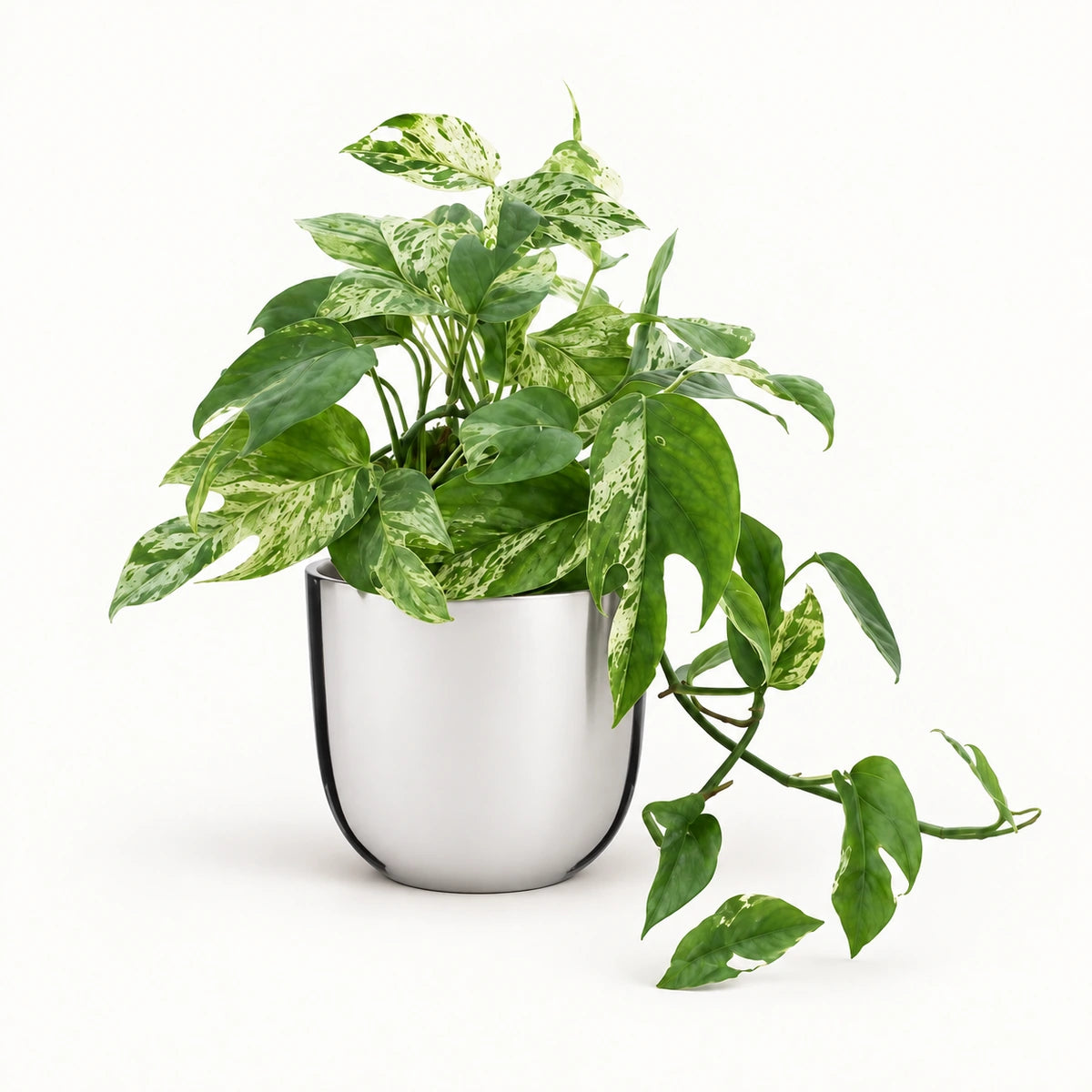 Epipremnum 'Marble King' 12cm + Chaz silver 13.5cm (116701)