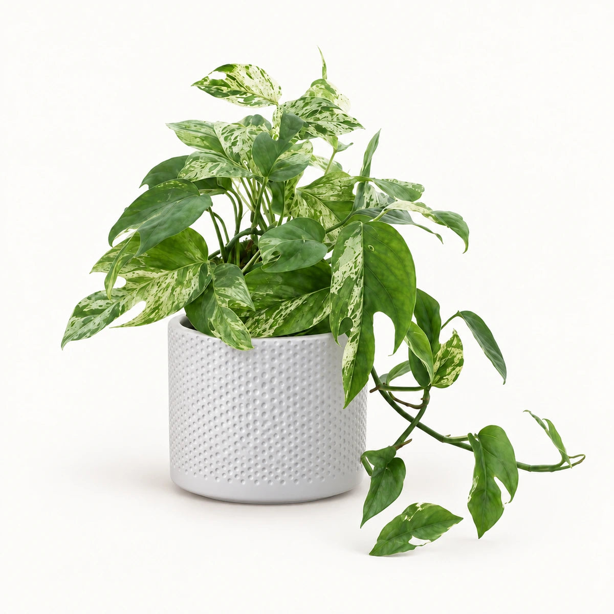 Epipremnum 'Marble King' 12cm + Era white relief 14cm (1051623)