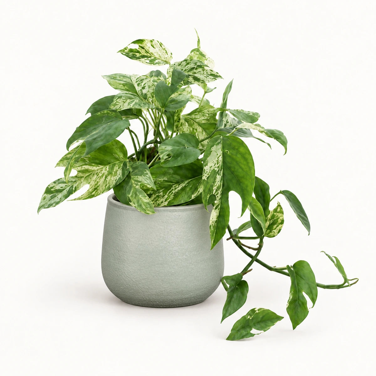 Epipremnum 'Marble King' 12cm + Sevilla grey 12.5cm (1175801)
