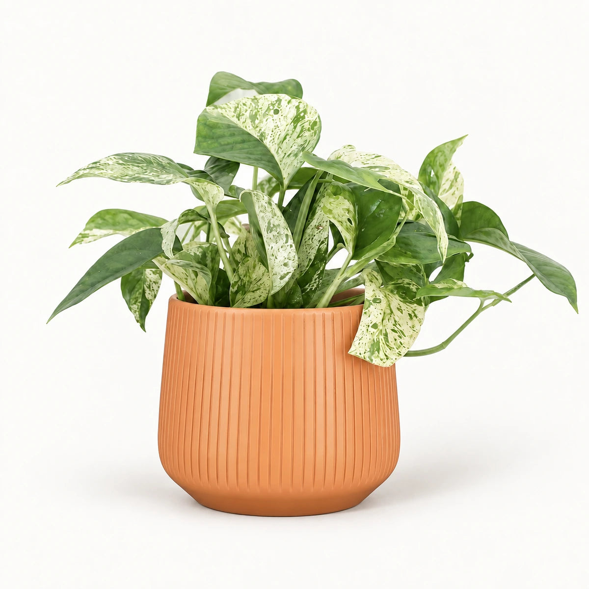 Epipremnum 'Marble Variegata' 12cm + Amber orange vertical 13cm (1133678)