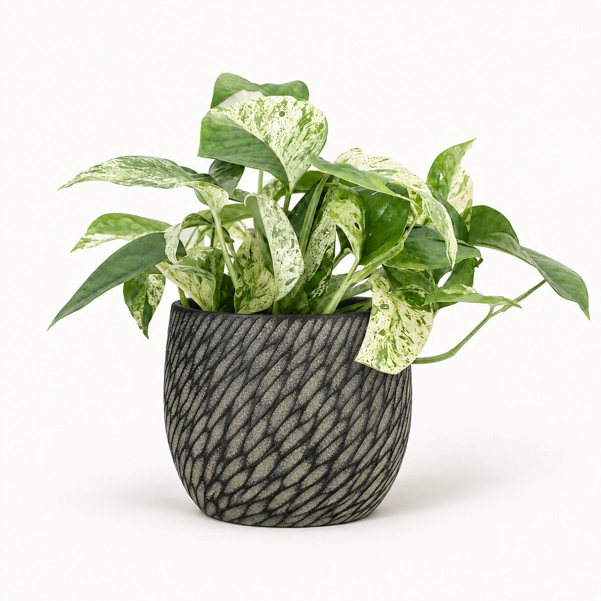 Epipremnum 'Marble Variegata' 12cm + Elio anthracite 12.5cm (1163962)