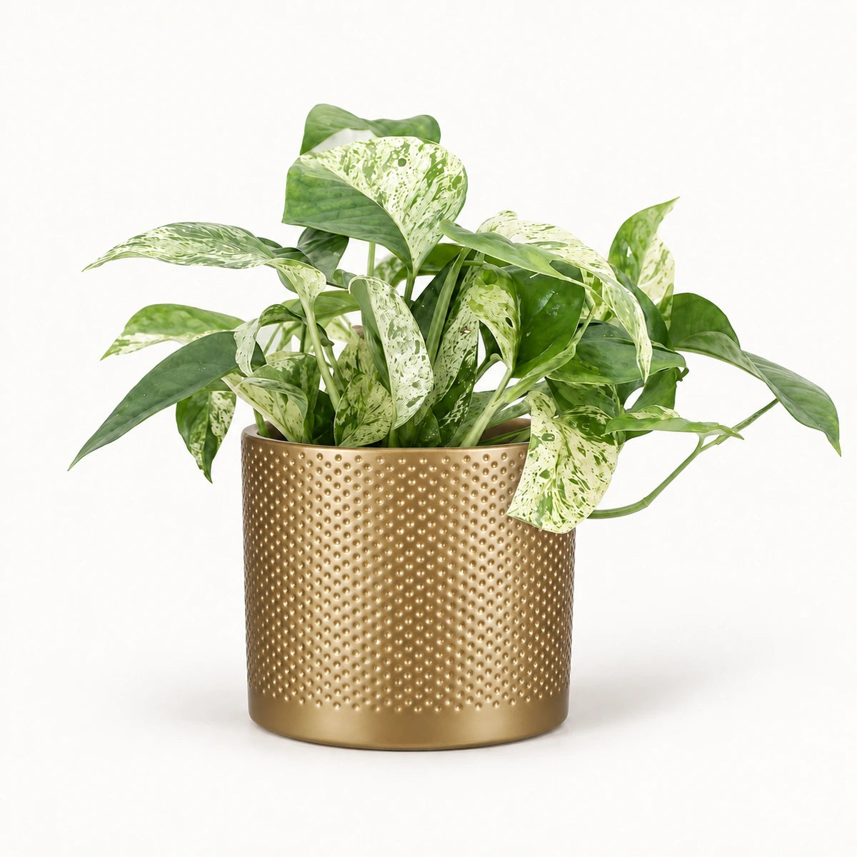 Epipremnum 'Marble Variegata' 12cm + Era gold relief 14cm (1059868)