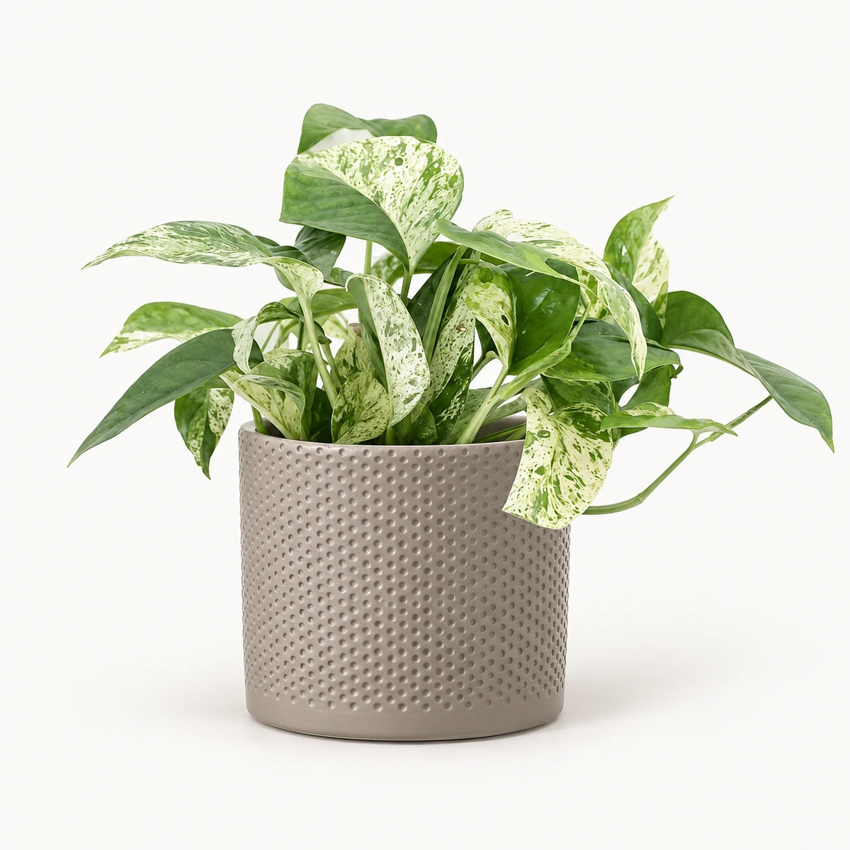 Epipremnum 'Marble Variegata' 12cm + Era taupe relief 12cm (1051627)