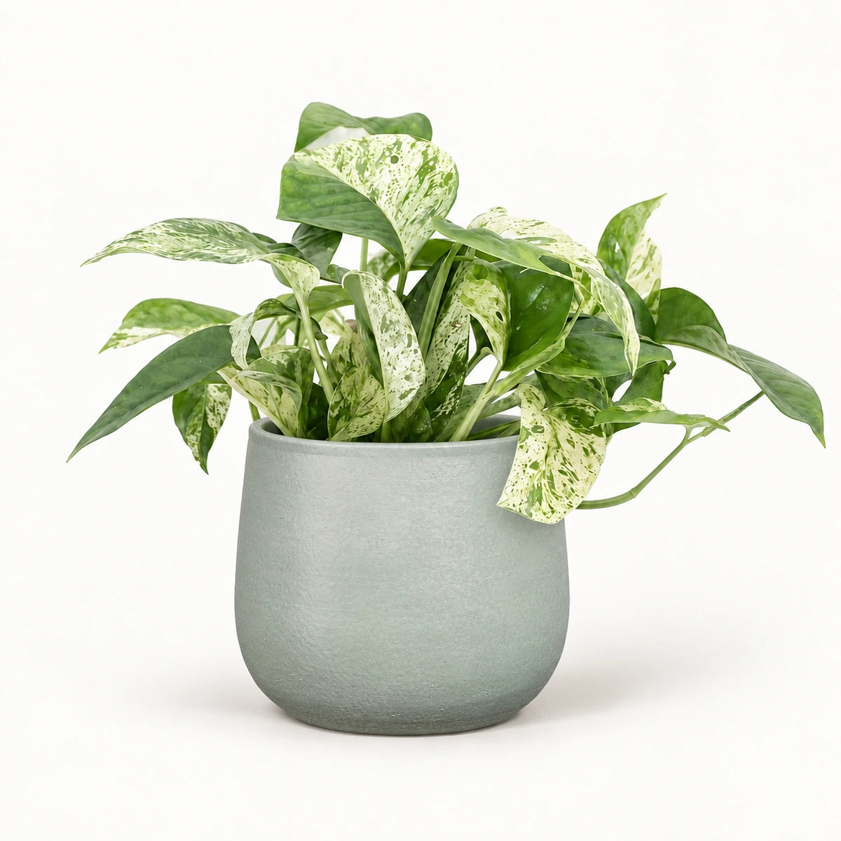 Epipremnum 'Marble Variegata' 12cm + Sevilla grey 12.5cm (1175801)