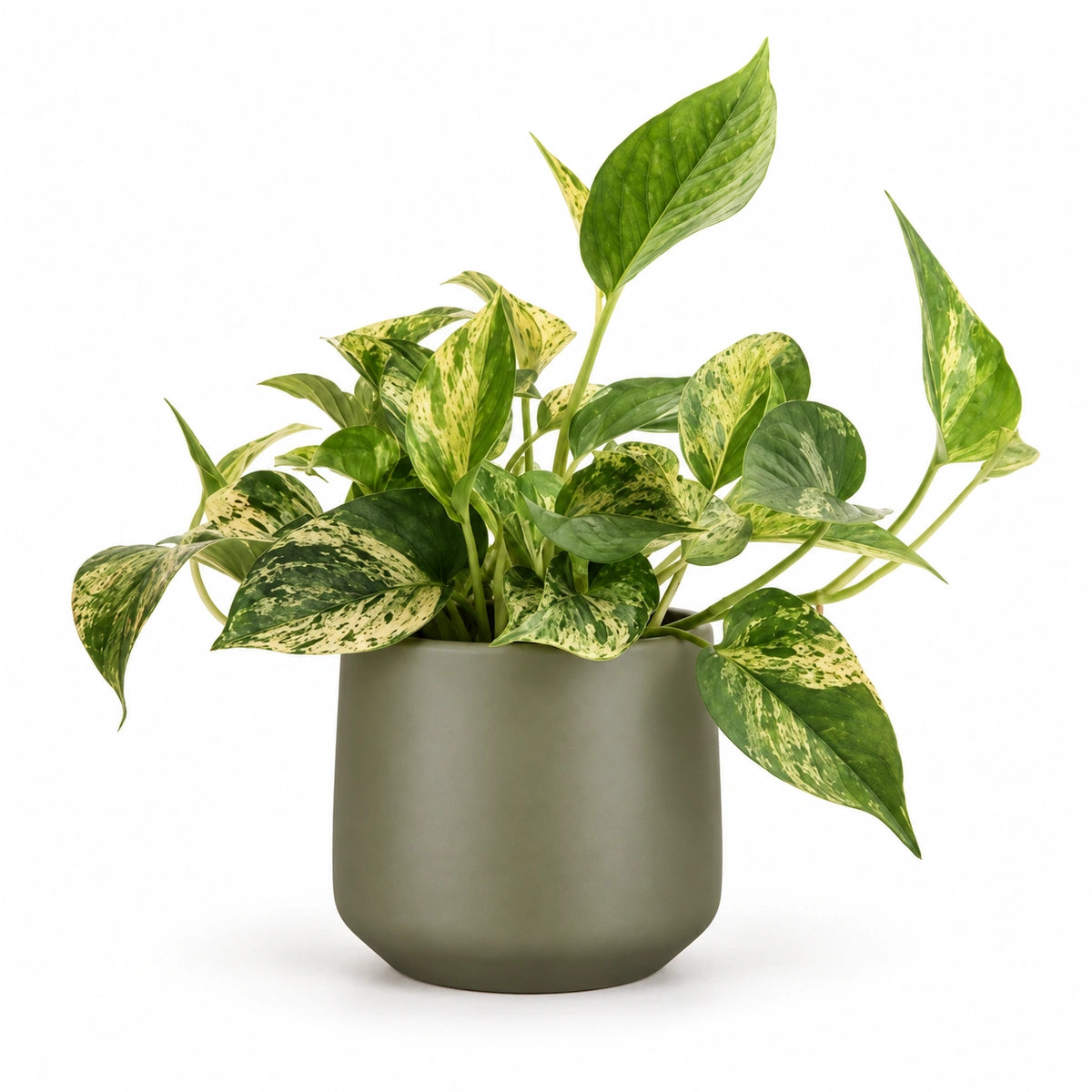 Epipremnum 'Marble Queen' 12cm + Amber green matt 13cm (1097324)