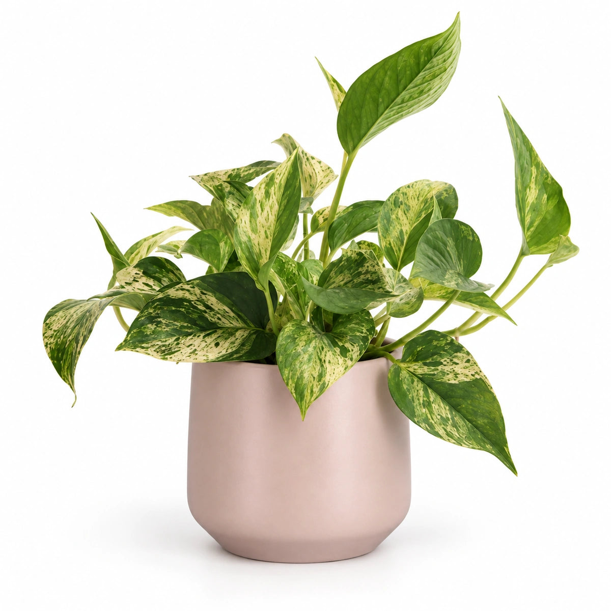 Epipremnum 'Marble Queen' 12cm + Amber l. pink matt 13cm (1097325)