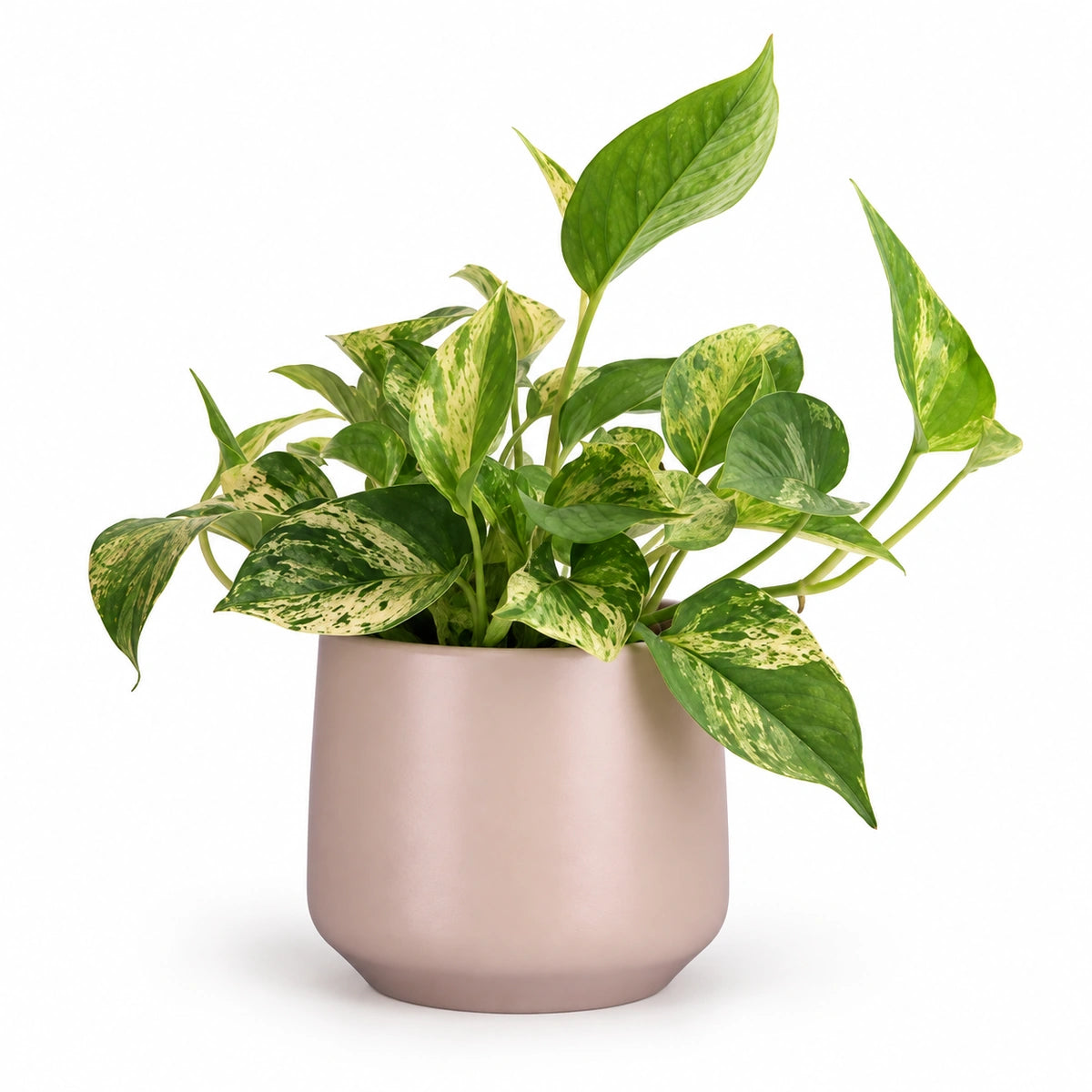 Epipremnum 'Marble Queen' 12cm + Amber l. pink matt 14.5cm (1094378)