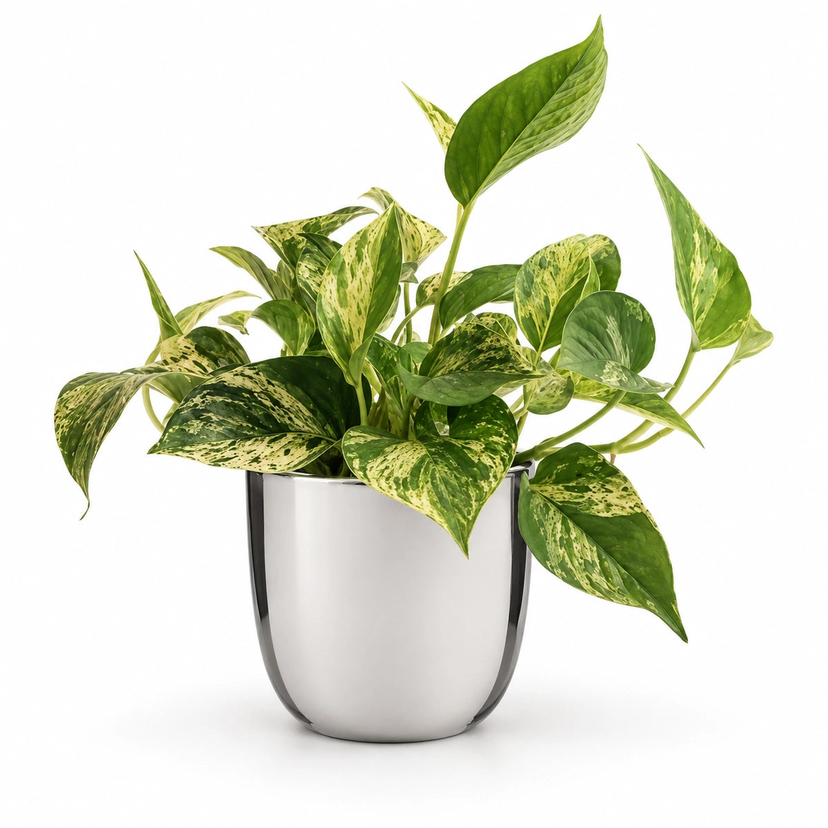 Epipremnum 'Marble Queen' 12cm + Chaz silver 15.5cm (116702)