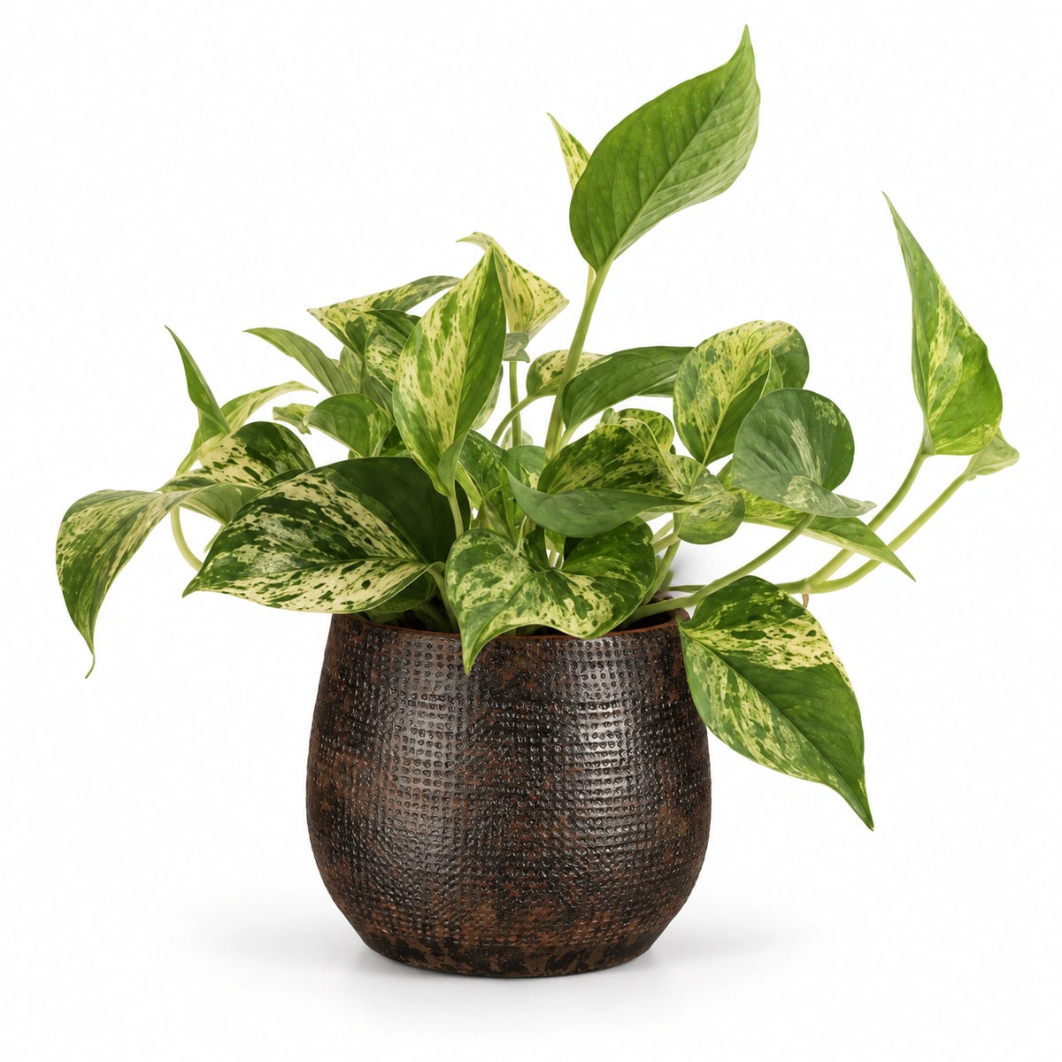 Epipremnum 'Marble Queen' 12cm + Enrique brown 13cm (1157584)