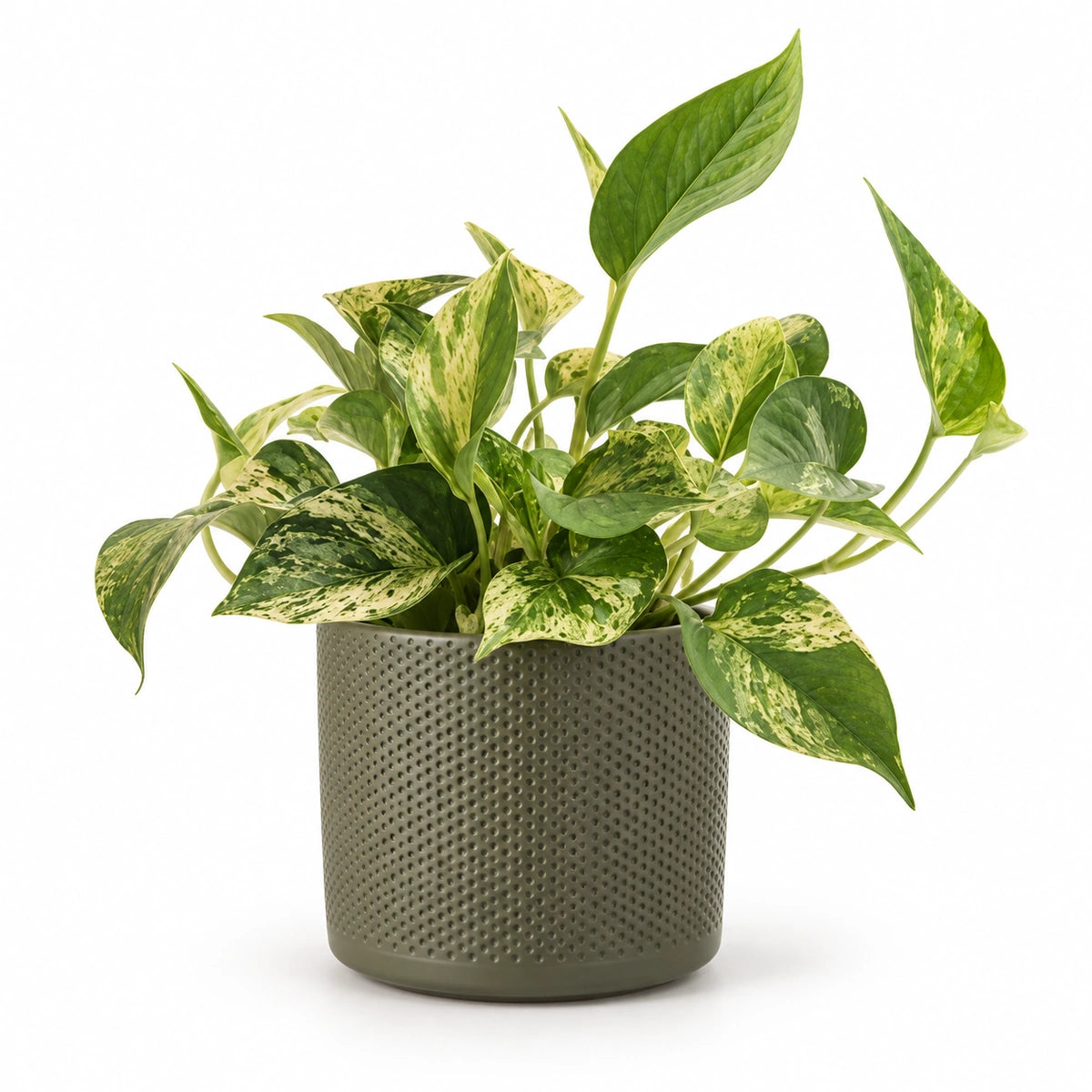 Epipremnum 'Marble Queen' 12cm + Era green relief 14cm (1051633)