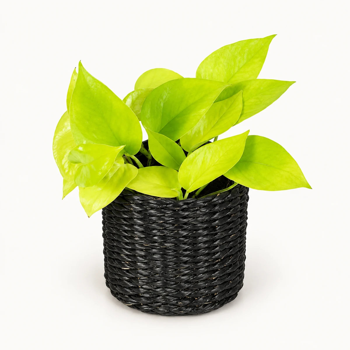 Epipremnum 'neon' 12cm + Alexis black 13cm (1102736) — 3