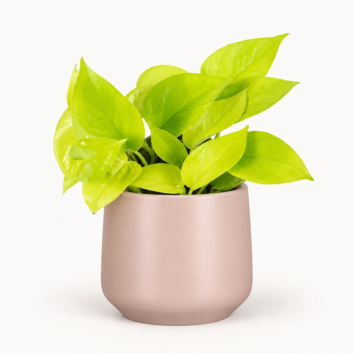Epipremnum 'neon' 12cm + Amber l. pink matt 13cm (1097325)