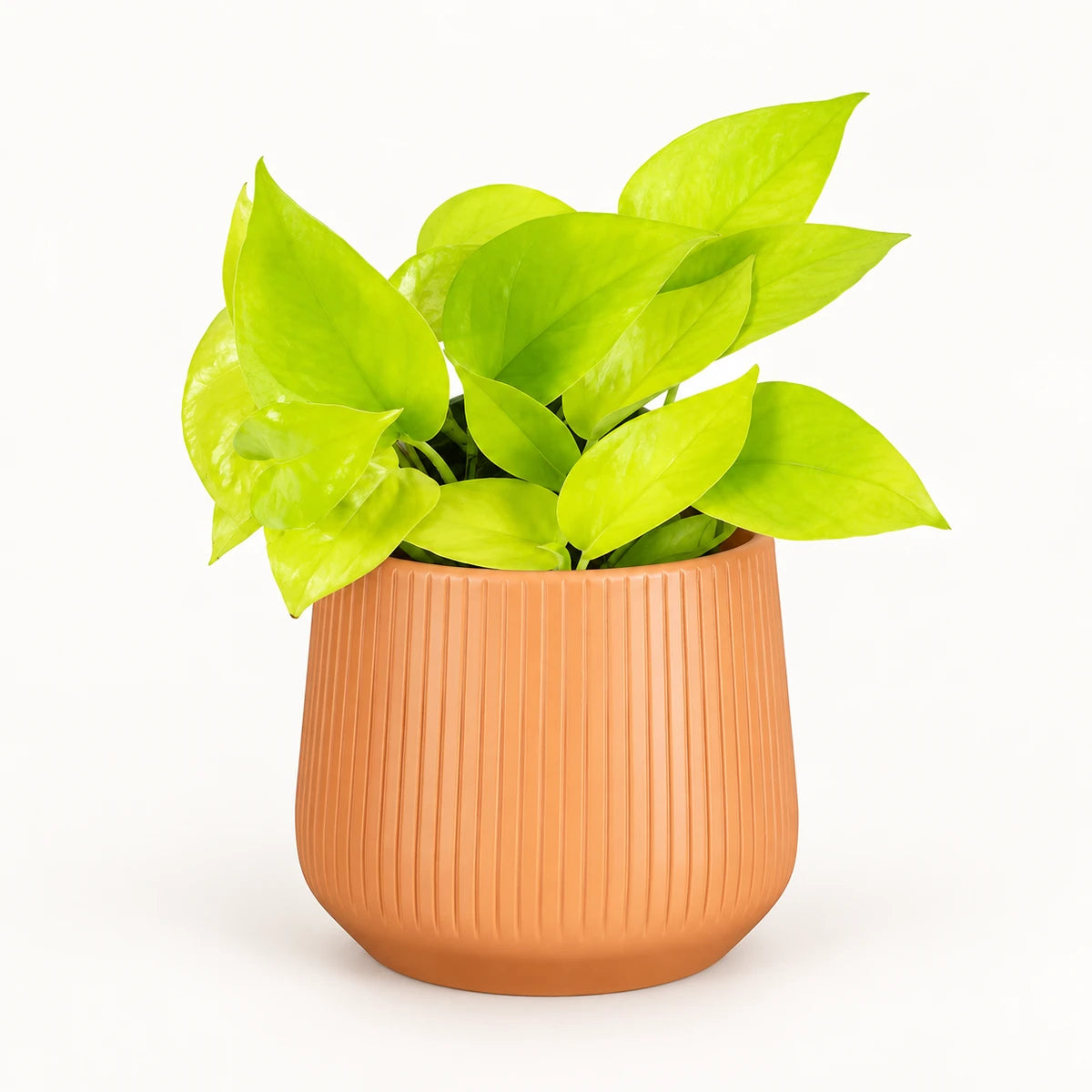 Epipremnum 'neon' 12cm + Amber orange vertical 13cm (1133678)