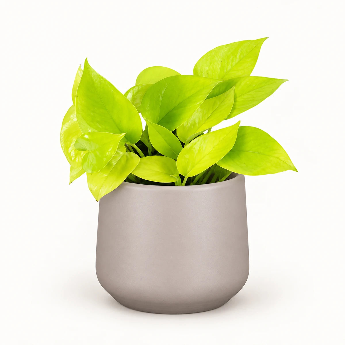 Epipremnum 'neon' 12cm + Amber taupe matt 12cm (1087665)