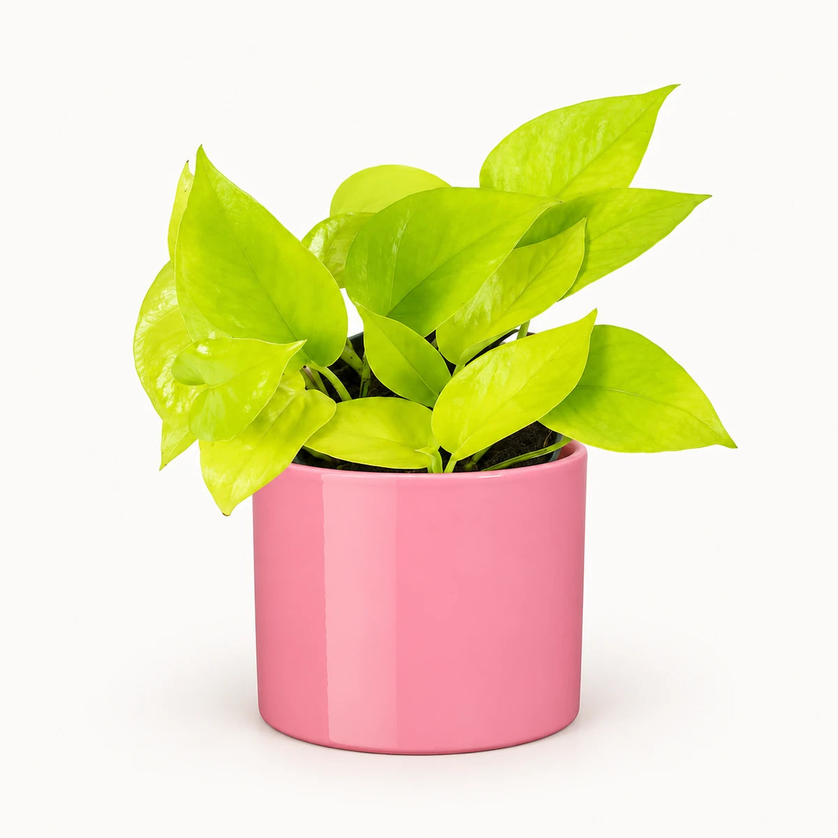 Epipremnum 'neon' 12cm + Era pink 12cm (1135539)