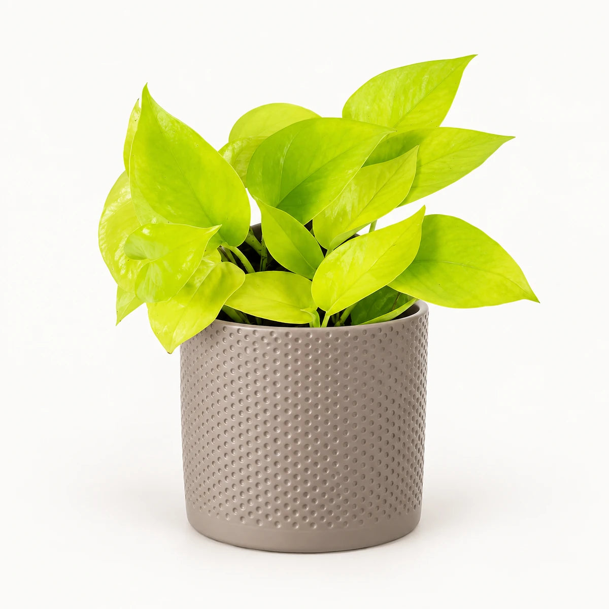 Epipremnum 'neon' 12cm + Era taupe relief 12cm (1051627)