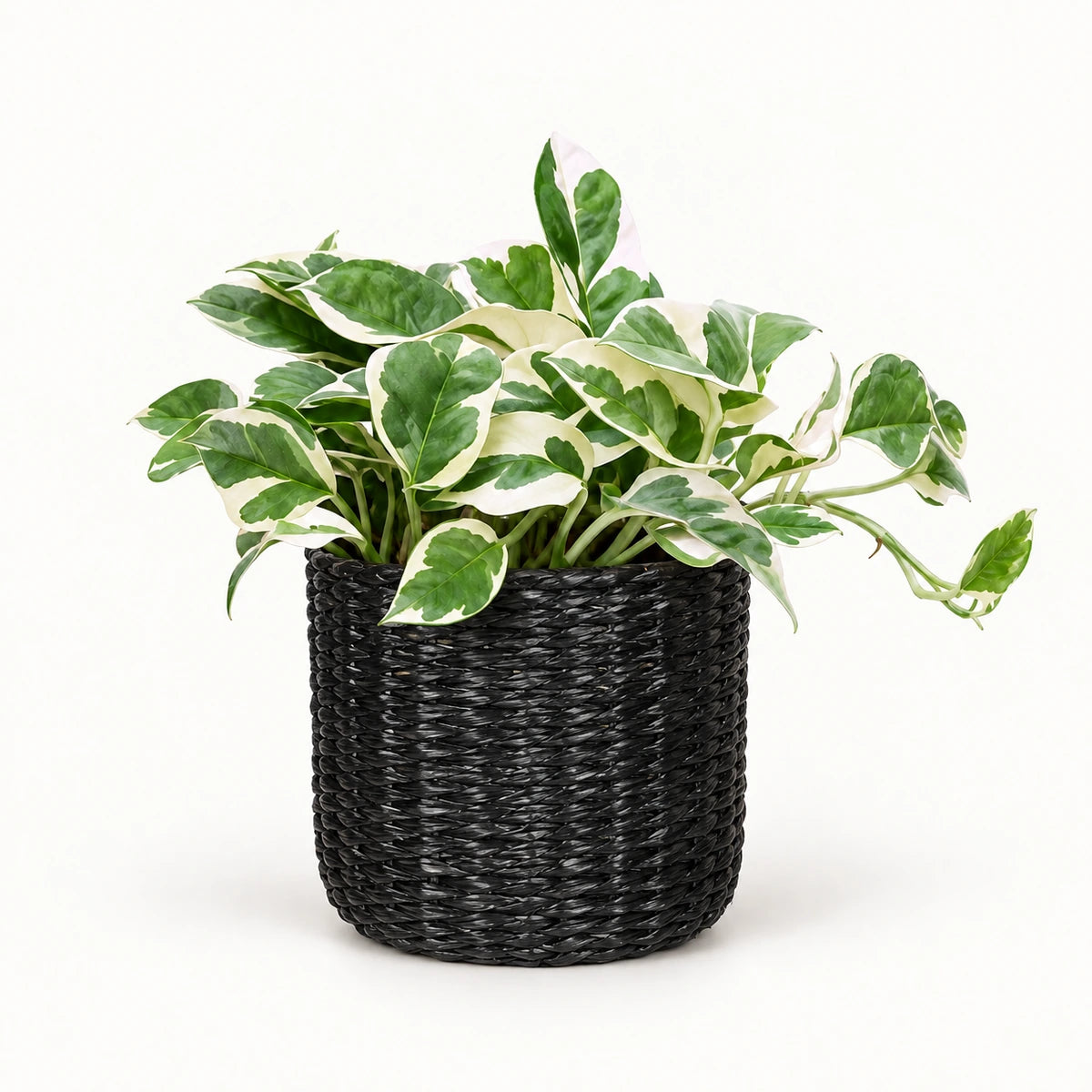 Epipremnum 'N'Joy' 12cm + Alexis black 13cm (1102736) — σχέδιο 3