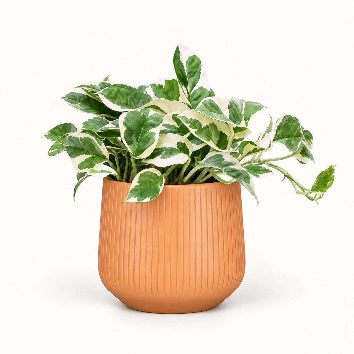 Epipremnum 'N'Joy' 12cm + Amber orange vertical 13cm (1133678)