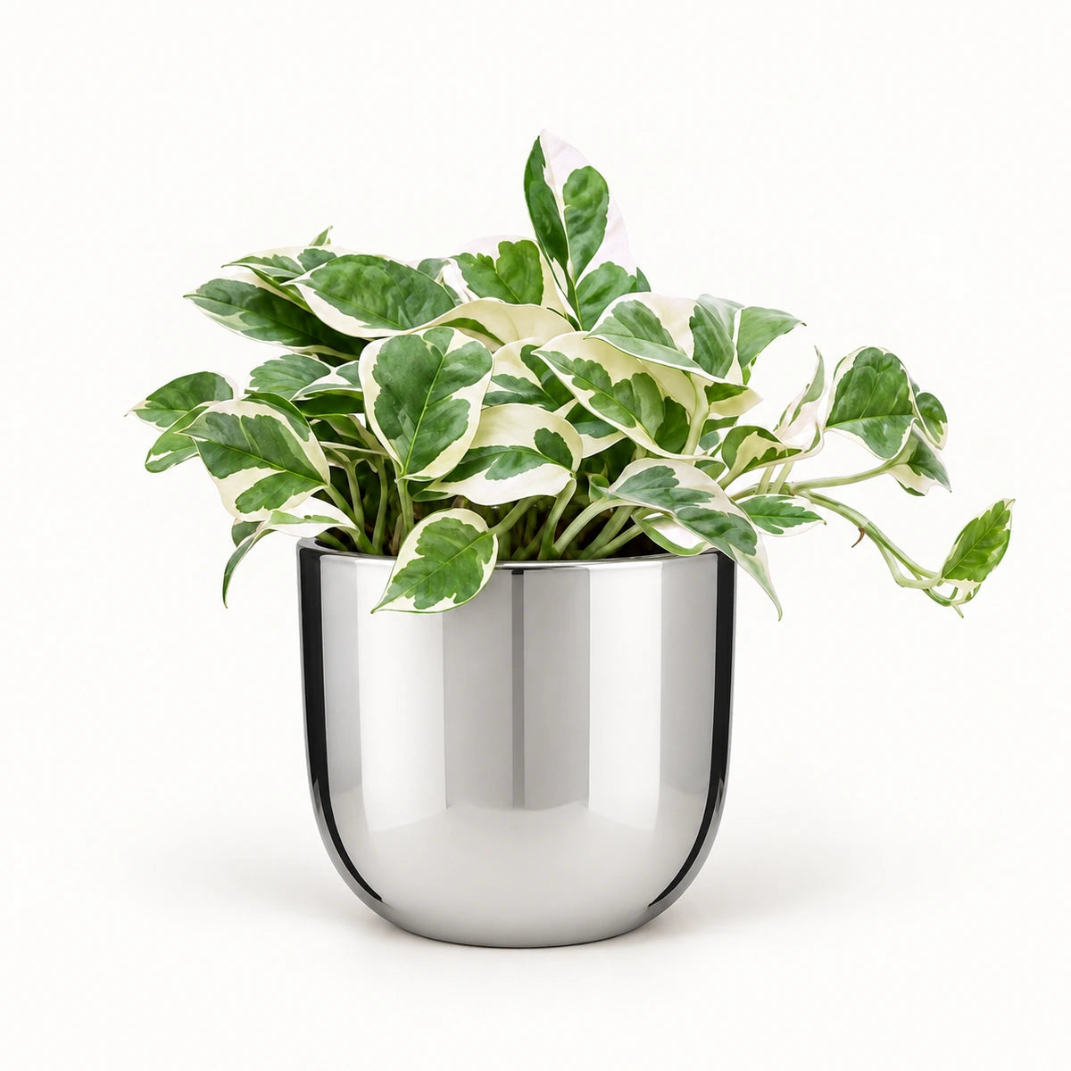 Epipremnum 'N'Joy' 12cm + Chaz silver 13.5cm (116701)