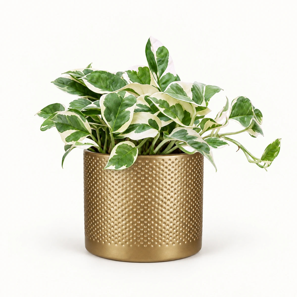 Epipremnum 'N'Joy' 12cm + Era gold relief 14cm (1059868)