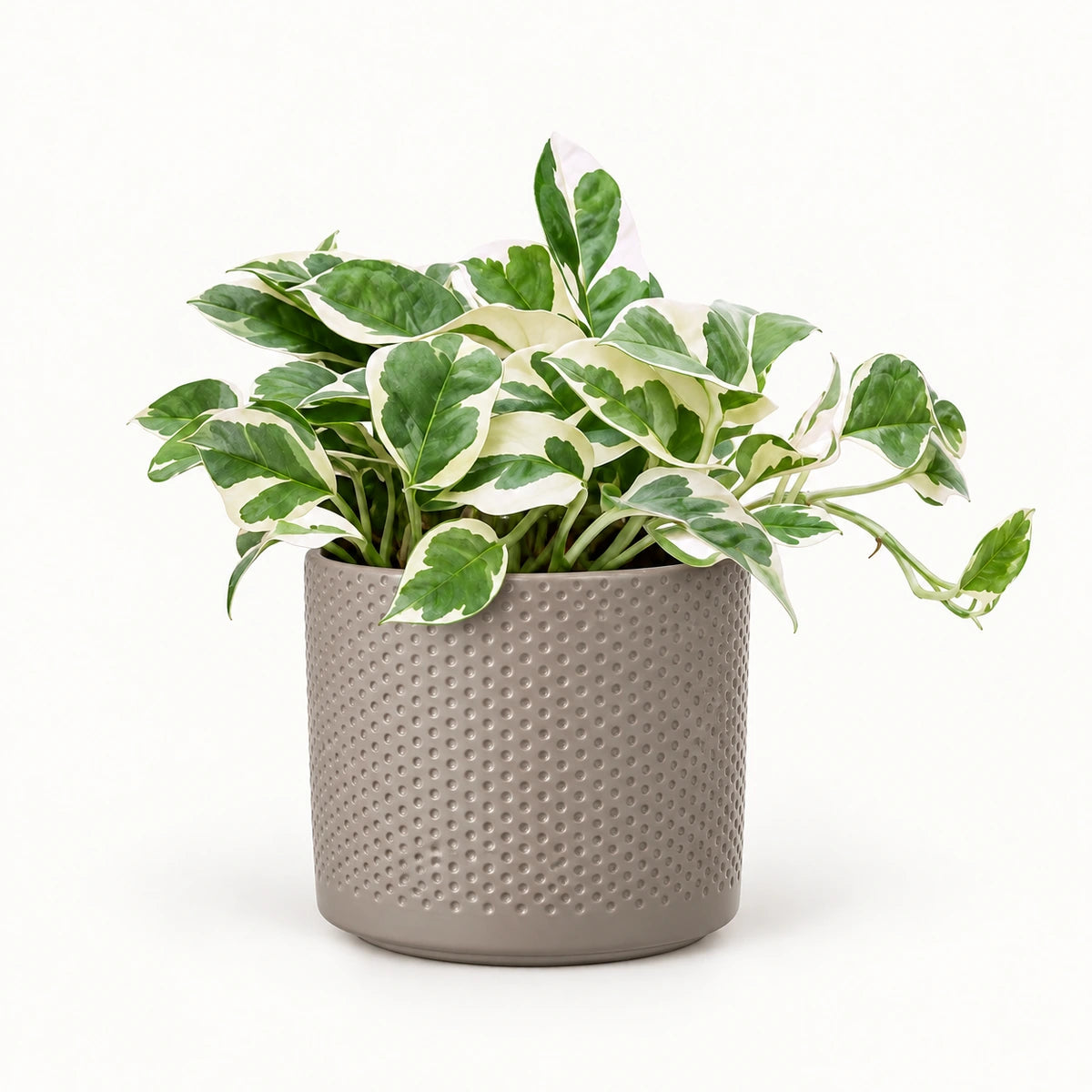 Epipremnum 'N'Joy' 12cm + Era taupe relief 14cm (1051628)