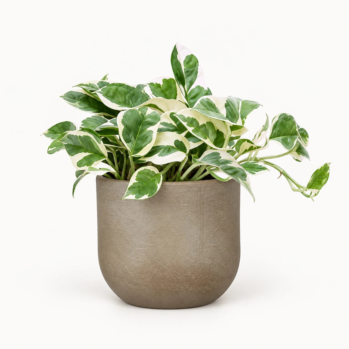 Epipremnum 'N'Joy' 12cm + Nora taupe 14cm (1074613)