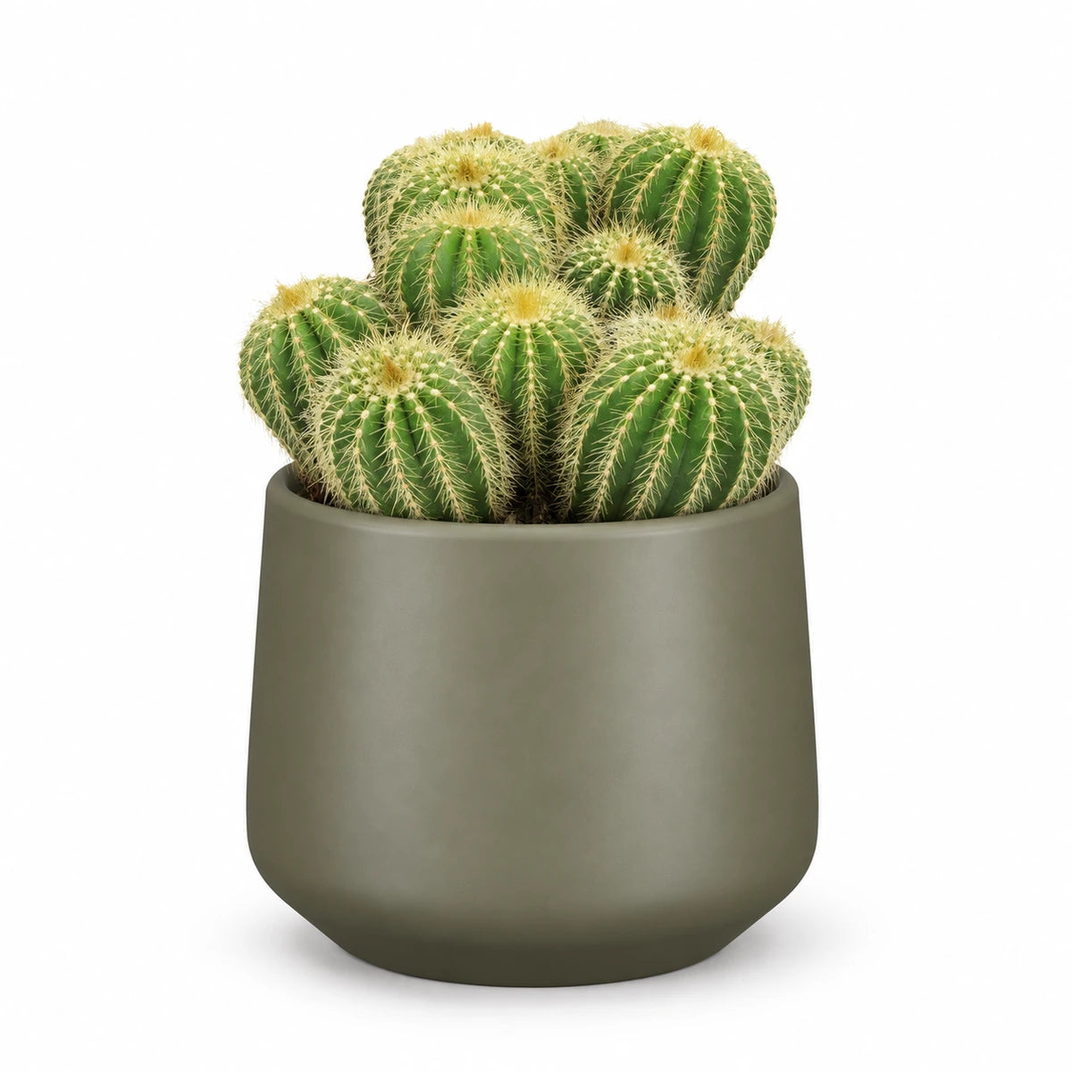 Eriocactus warasii 12cm + Amber green matt 13cm (1097324)