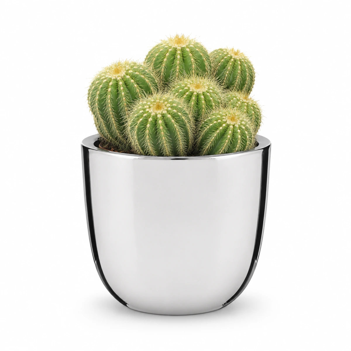 Eriocactus warasii 12cm + Chaz silver 15.5cm (116702)